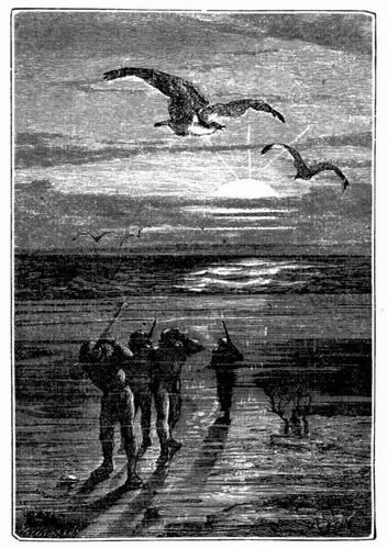 Ein schner Albatros. (S. 143.)