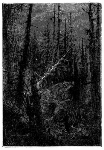 Ein versteinerter Wald. (S. 310.)