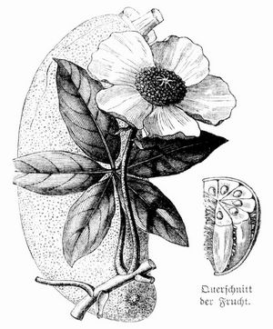 Adansonia digitata (Affenbrotbaum).