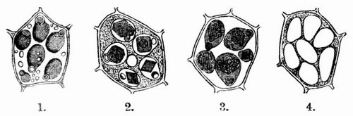 Fig. 1–4. Zellen mit Aleuronkrnern (aus dem Endosperm von Ricinus). 1. Frisch in dickem ...
