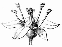 Blte von Aralia japonica.