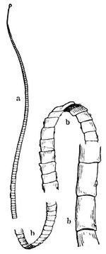 Fig. 1. Vier Stcke des gemeinen Bandwurmes (Taenia solium). a Kopf, b Glieder. Natrliche Gre.
