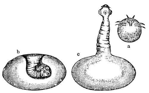 Fig. 3. Entwickelung von Taenia solium. a Embryo mit den Haken, b Finne mit eingestlptem, e mit ...