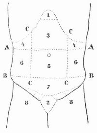 Schema des Bauches.
