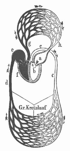 Schema des Blutkreislaufs. a) linke, e) rechte Vorkammer; b) linke, f) rechte Herzkammer; c) Aorta, ...