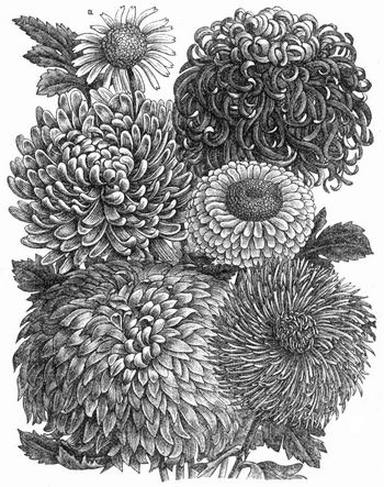 Varietten von Chrysantemum indicum. a Stammform