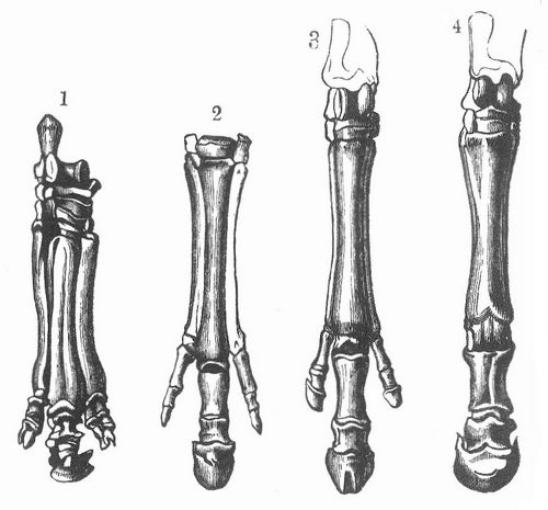 Hinterfe von: 1. Palaeotherium, 2. Anchitherium, 3. Hipparion, 4. Equus.