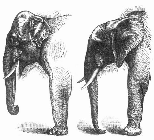 Fig. 2. Indischer, Fig. 3 afrikanischer Elefant.