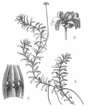 Elodea canadensis. A Zweig einer blhenden weiblichen Pflanze, B weibliche Blte, C aufgeschnittene Frucht.