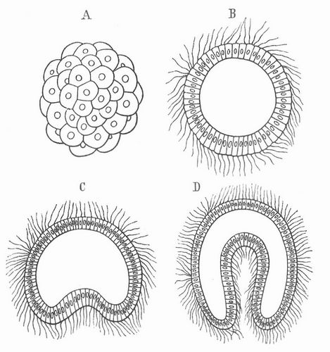 Fig. 5. A Maulbeerform, Morula; B Blastula; C D Becherkeim, Darmlarve; D Gastrula.