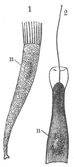 Fig. 1. Flimmerzelle. Fig. 2. Geielzelle mit Kragensaum (von einem Schwamm). n Kern.