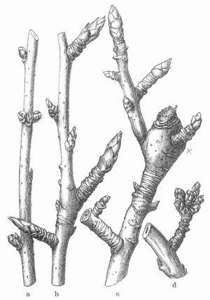 a Fruchtrute des Pfirsichbaums; b Ringelspiee; c Quirlholz, X Fruchtkuchen; d Bukettzweig.