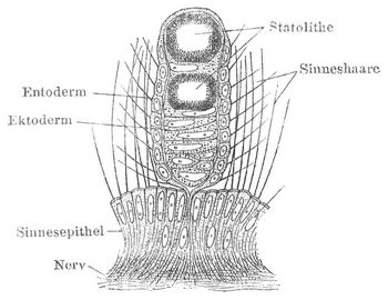Fig. 3. Hrklbchen von Cunina (Meduse).
