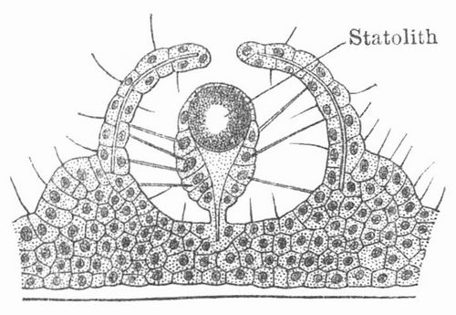 Fig. 4. Statocyste, Hrgrube von Rhopalonema (Meduse).