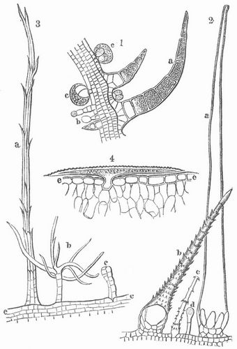 Verschiedene Pflanzenhaarformen. Fig. 1. Haare vom Blatt einer Labiate: a kegelfrmiges, ...