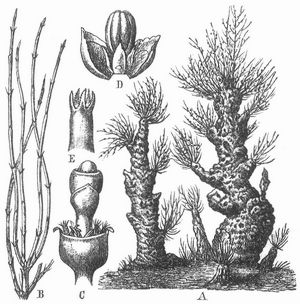 Saksaul (Haloxylon Ammodendron). A ganze Pflanze, B Zweig, C blhende Zweigspitze, D Blte, E Narben.