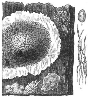 Hausschwamm. Holzstck mit Fruchtkrpern und Mycelium; a einzelne Myceliumfden, b eine Spore.