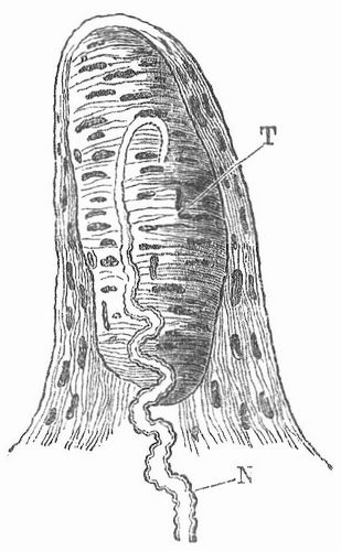 Fig. 2. Tastpapille aus der Handflche. N Nerv, T Tastkrperchen.