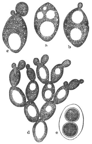 Zellen der Bierhefe (Saccharomyces cerevisiae). a Einzelne Hefezelle, b Hefezelle mit Anfang der ...