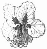 Blüte von Aesculus.