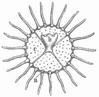 Fig. 2. Freischwimmende, aber noch unreife Meduse der Obelia, von unten. Vergr. a Hrblschen, b der beiseite geklappte Magen, c Schirm.