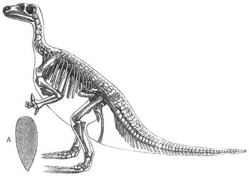 Iguanodon bernissartensis. A Querschnitt des Leibes zwischen Vorder- und Hintergliedern.