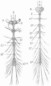 Fig. 6. Nervensystem eines Kfers (links) und seiner Larve (rechts.) S. Stirnganglien, A Augenganglien, O Gehirn (Oberschlundganglion), U Unterschlundganglion, G1–11 Ganglien des Bauchstranges.