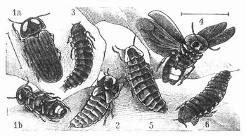 Fig. 1–3. Kleines, 4–6 groes Johanniswrmchen. 1a, b, 4 Mnnchen; 2,5 Weibchen; 3,6 Larve.