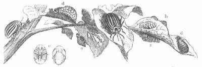 Kartoffelkfer (Leptinotarsa decemlineata). a Eier, b-d Larve, e Puppe.