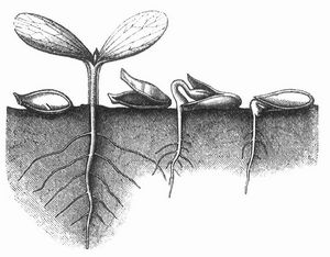 Fig. 4. Keimungsvorgang beim Krbis (Cucurbita Pepo). Links der ungekeimte Same, weiter rechts die ausgebildete Keimpflanze und die entleerte Samenschale. Daneben zwei verschiedene Keimungszustnde mit mehr oder weniger hervortretendem Keimling, dessen Wulst sich an die Samenschale anstemmt.