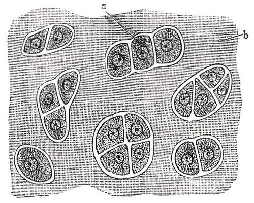 Fig. 1. Hyalinknorpel. a Knorpelzellen, b Grundsubstanz.