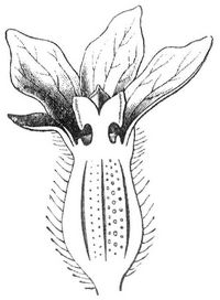 Fig. 2. Weibliche Blte der Melone.