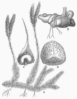 Brlapp (Lycopodium). A Zweig von L. clavatum B Vorkeim von L. annotinum, C Fruchtblatt mit geffnetem Sporangium, D Spore; stark vergrert.