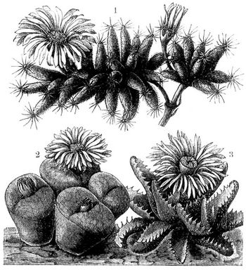 1 Mesembrianthemum densum Haw. mit roten Blten. – 2 M. truncatellum Haw. mit strohgelben Blten. – 3 M. tigrinum Haw. mit blaugrnen, wei gefleckten Blttern und goldgelben Blten.