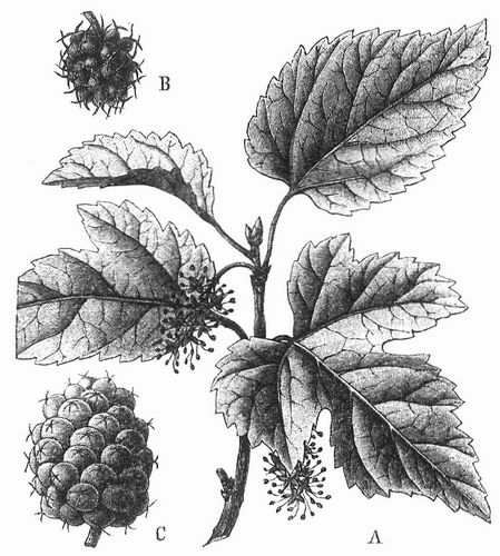 Weier Maulbeerbaum (Morus alba). A Zweig mit mnnlichen Bltenstnden, B weiblicher Bltenstand, C ...