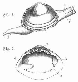 Fig. 1. Mactra elliptica, Tier mit Schale. e Kloakensipho, g Kiemensipho, f Fuß. – Fig. 2. Linke Schalenklappe von M. solida. a Schloß. b vorderer, d hinterer Schließmuskel, c Mantellinie.