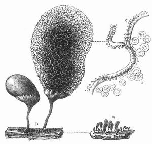 Fig. 2. Arcyria punicea. a Sporangien, natrl. Gre, b 40fach vergr., c Kapillitium, 300fach vergr., s. Sporen.