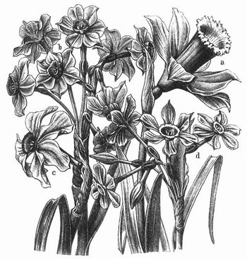 a Osterblume (Narcissus pseudonarcissus); b Tazette (N. Tazetta); c Narzisse (N. poeticus); d Jonquille (N. Jonquilla).