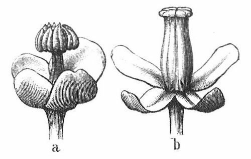 Mnnliche (a) und weibliche (b) Blte von Nepenthes destillatoria.