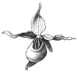 Fig. 1. Blte von Cypripedium.