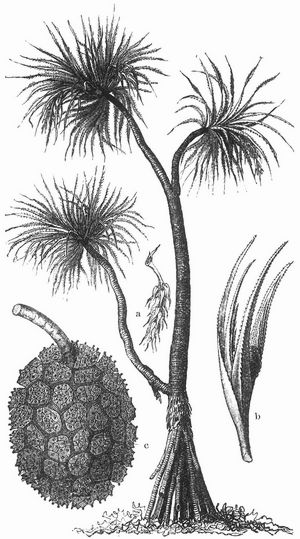 Pandanus odoratissimus (Schraubenbaum). a Mnnlicher, b weiblicher Bltenstand, c Frucht.