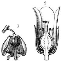 Fig. 1. Blte von Pirola. Fig. 2. Blte von Monotropa Hypopitys (Lngsschnitt).