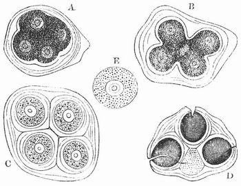 Fig. 1. Entwickelung der Pollenkrner von Althaea rosea.