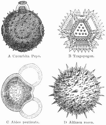 Fig. 2. Pollenkrner.