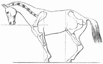 Fig. 1. Flachrennpferd in der Versammlung (im Extrem).