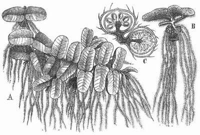 Salvinia natans. A Ganze Pflanze. B Stck des Stengels, oben mit zwei Luftblttern, unten mit dem wurzelhnlichen Wasserblatt und einigen Sporenfrchten. C Zwei Sporenfrchte lngs durchschnitten, die obern mit Makrosporangien, die untern mit Mikrosporangien.