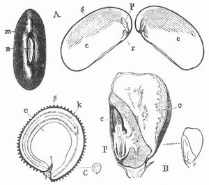 Fig. 1. A Same von Phaseolus multiflorus, ganz und halbiert (natrl. Gre). B Same des Maises, durchschnitten. C Same der Kornrade, durchschnitten (vergrert).