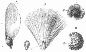 Fig. 2. A Geflgelter Same der Fichte. b Same der Zitterpappel mit Haarschopf (abgelst). C Geflgelter Same von Lepigonum marginatum. D Same des Mohns (vergrert).