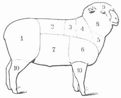 Fig. 3. Schaf. 1 Keule; 2 Rippenstck oder Kotelett; 3 Nierenstck; 4 dicke Rippe; 5 Bug; 6 Schulter, Blatt; 7 Bauchstck; 8 Hals; 9 Kopf; 10 Beine.