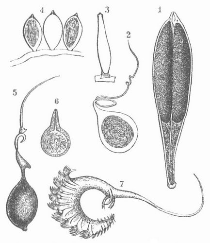 Spermatophoren: 1 von einem Blutegel (Glossosiphonia complanata); 2 von einem Muschelkrebs (Bairdia ...